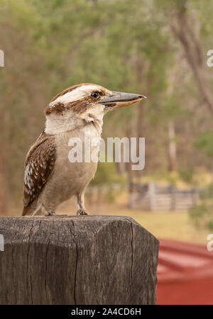 Australian kookaburra or laughing jackass closeup sitting on a post Stock Photo