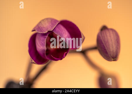 Orchid bud blooming on a yellow background Stock Photo