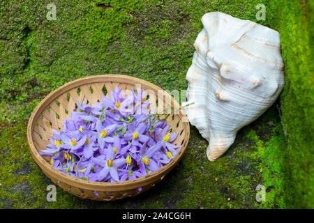 conch shell (Shankha), with nightshade flower, in basket on moss background. Stock Photo
