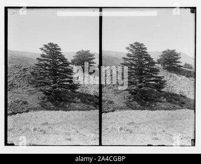 The cedars of Lebanon, Cedrus Libani Barr. Cedars of Lebanon. Stock Photo