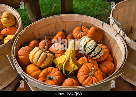 Variety of pumpkins displayed in a wicker basket on a table for sale at the farm Stock Photo