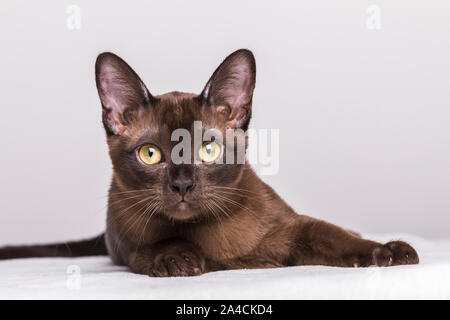 Close-up portrait of a brown Burmese kitten, about 17 weeks old. The brown little cat is lying on a white blanket and is looking at camera. Stock Photo