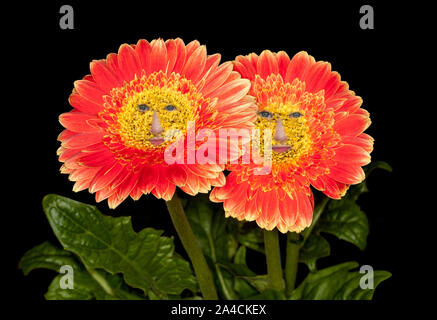 Two vivid orange gerbera flowers with faces peering from bright yellow centres - on black background with dark green leaves Stock Photo