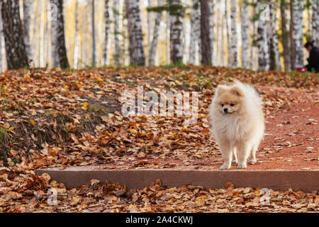A small miniature beige Spitz dog stands on a step while walking in a park on an autumn day during fall foliage around yellow dry leaves fallen from t Stock Photo