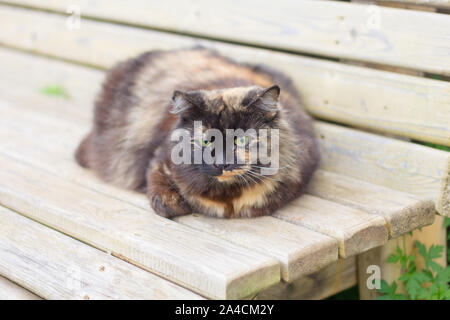 a three-haired cat lies on a bench and looks into the camera Stock Photo