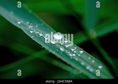 Rain drops running off Reed leaves, (Phragmites australis). Water drops. Rainfall. Surface tension. Drip, drips, dripping, run off. Weather. Climate. Stock Photo