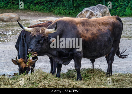 Heck cattle, Bos primigenius taurus or aurochs in the zoo Stock Photo