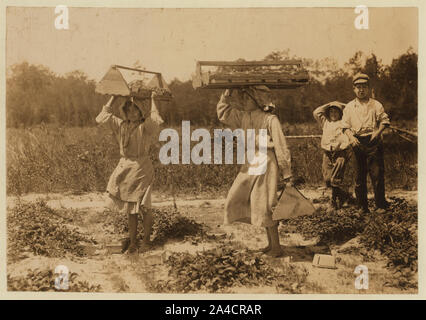 The girl berry carriers on Newton's Farm at Cannon, Del. Ann Parion, 13 years of age, working her 5th season carries 60 lbs. of berries from the fields to the sheds. Andenito Carro, 14 years of age working her 2d season is seen carrying a 25 lb. load of berries. Besides the great physical strain in the carrying such weight, these girls also pick berries. When Andenito was asked her age she responded 12, at which her mother interrupted to say she was past 14. Edward F. Brown, Investigator. Cannon, Del., May 28th, 1910. Stock Photo