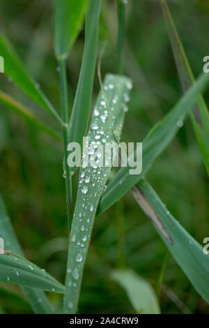 Rain drops running off Reed leaves, (Phragmites australis). Water drops. Rainfall. Surface tension. Drip, drips, dripping, run off. Weather. Climate. Stock Photo
