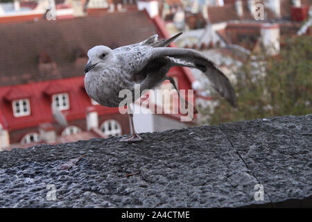 Tallinn, Estonia. 13th Oct, 2019. A bird perches on a building in Tallinn, Estonia, Oct. 13, 2019. Credit: Guo Chunju/Xinhua/Alamy Live News Stock Photo