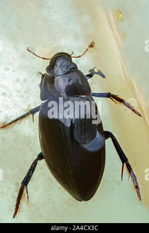 Silver Water Beetle (Hydrophilus  piceus). Dorsal view. In a pond dipping identification tray. Showing body sections, head, thorax, elytra, legs. Stock Photo