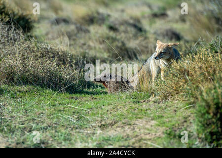 grey fox hunting on the grass South America armadillo in patagonia Stock Photo