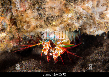 Mantis Lobster defending eggs in its nest Stock Photo