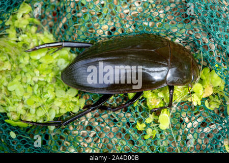 Great Silver Water Beetle (Hydrophilus piceus). The bulkiest British and European beetle reaching a length of 5 centimetres. A male. Stock Photo