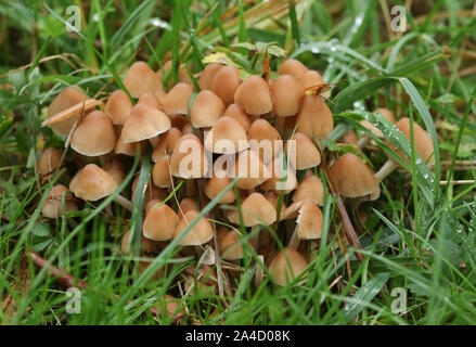 A group of Fungus growing through the grass in a field in the UK. Stock Photo