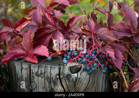 Autumn leaves of ivy on wooden background. Parthenocissus quinquefolia. Virginia Creeper Trail. Virginia Creepers. Bright red leaves in the fall. Ampe Stock Photo