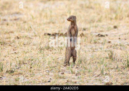 A banded mongoose (Mungos mungo), standing in the steppe, Etosha, Namibia, Africa Stock Photo