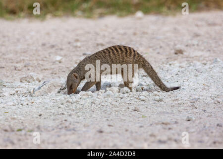 Banded mongoose (Mungos mungo) is digging in the ground, Etosha, Namibia, Africa Stock Photo