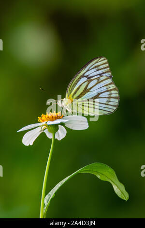 Common Gull butterfly using its probostic to drink nectar from little white daisy flower Stock Photo