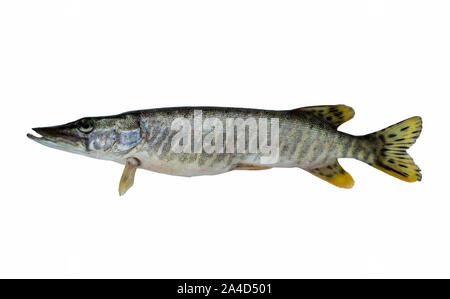 Pike isolated on white Stock Photo
