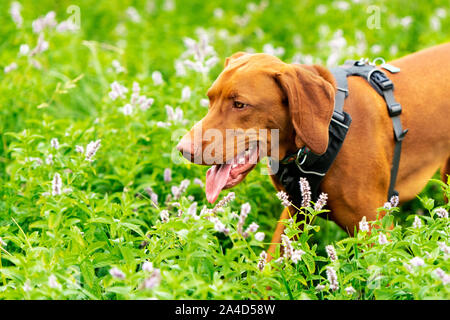 Gorgeous magyar vizsla pointer dog wearing dog harness walking through meadow full of flowers. Dog portrait outdoors. Stock Photo