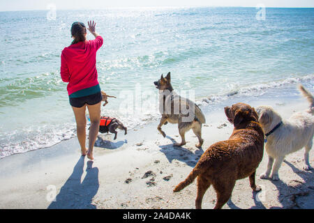 Woman playing with five dogs on beach, United States Stock Photo