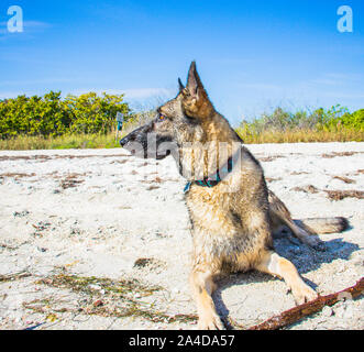 German Shepherd dog lying on beach, United States Stock Photo