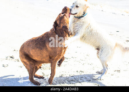 Chocolate labrador and golden retriever puppy playing on beach, United States Stock Photo