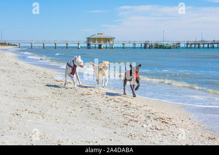 Three dogs running on beach with a ball, United States Stock Photo