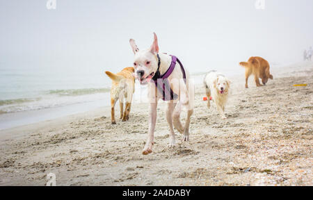 Four dogs playing on beach, United States Stock Photo