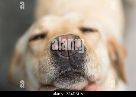 Close-up of a hand stroking a labrador retriever dog's chin Stock Photo