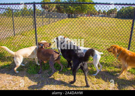 Group of dogs on either side of a fence in a public park, United States Stock Photo