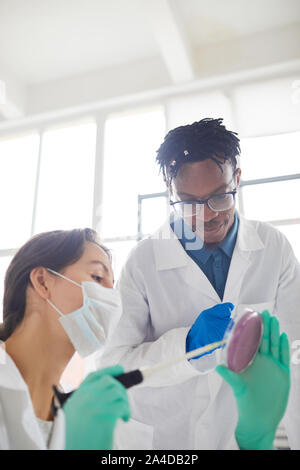 Microbiology scientists examining bacteria in a Petri dish Stock Photo ...