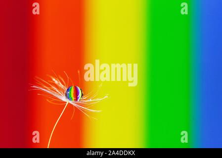 Water droplet on a dandelion seed reflecting a rainbow background Stock Photo