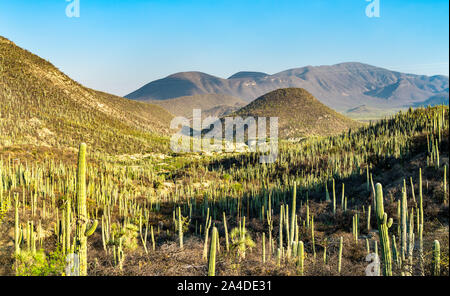Tehuacan-Cuicatlan Biosphere Reserve in Mexico Stock Photo