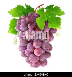 Isolated grapes. Hanging bunch of red grapes with leaves and tendrils isolated on white background with clipping path Stock Photo