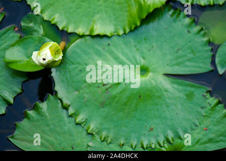 lotus flower bud and lily pad floating on water Stock Photo