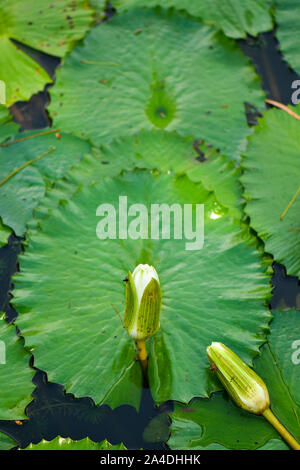 lotus flower bud and lily pad floating on water Stock Photo