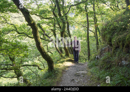 Woman walking on path through Sessile oak, Quercus petraea, East Lyn river woodland walk, Lynmouth, Devon, UK, September Stock Photo
