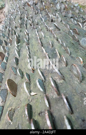 coins hammered into the grain of a fallen tree trunk, Lynmouth, Devon, UK Stock Photo