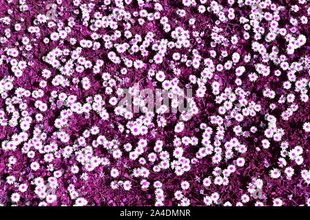Artificial colour manipulation of a patch of daises in a lawn with white daisy flowers heads purple dots grass abstract background image created UK