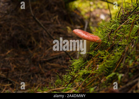 Russula emetica commonly known as the sickener a poisonous mushroom with a red cap common in coniferous and mixed forests Stock Photo