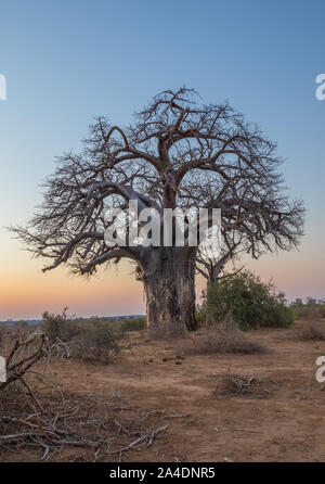 A lone baobab tree silhouetted against a clear sky image with copy space in vertical format for background use Stock Photo