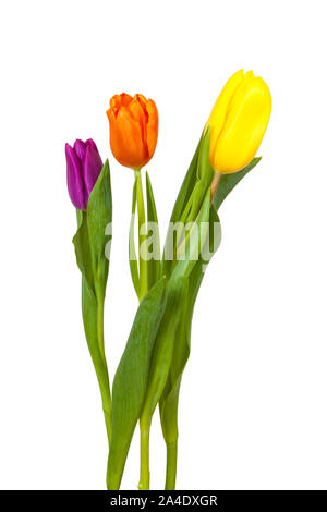 Violet, orange and yellow tulip on white background Stock Photo