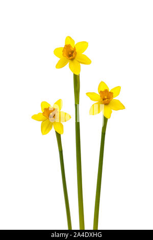 Three daffodils on white background Stock Photo
