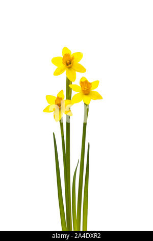 Three daffodils on white background Stock Photo