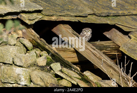 A Little Owl (UK) in the broken roof of an old barn. Stock Photo