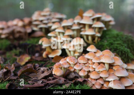 Poisonous sulphur tuft mushrooms growing on a rotting tree stump in the Netherlands Stock Photo