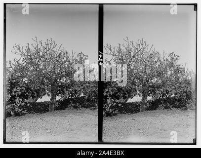 A photograph of a fig tree in Palestine, showing the damage caused by a ...