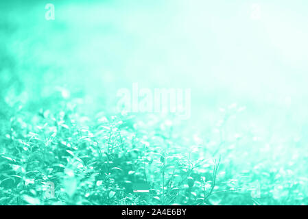 Abstract natural background with light bokeh and leaks effect. Grass in forest. Summer concept in mint color. Trendy green and turquoise color. Copy s Stock Photo